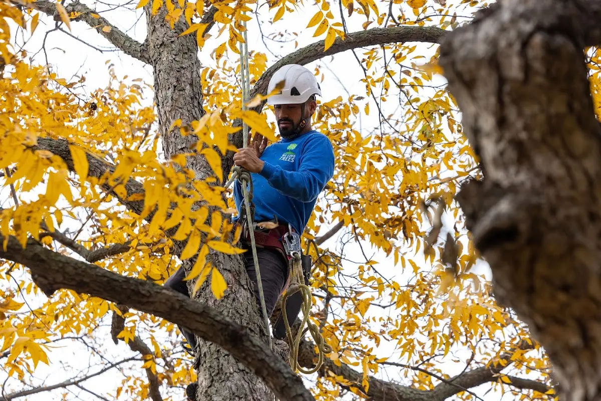 Skilled Tree Transplanting crew working in Estes Park