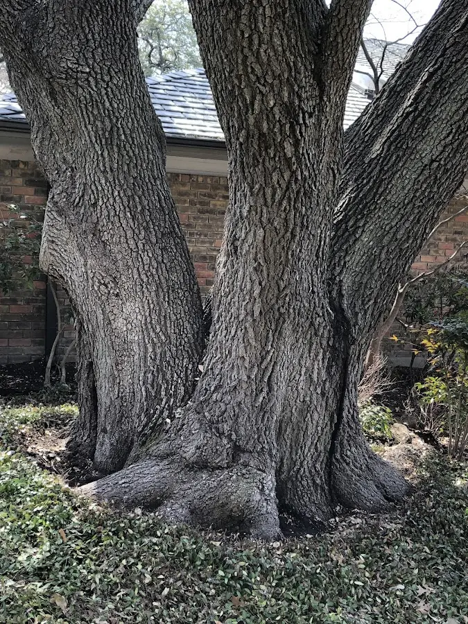 Mature heritage tree close to a Estes Park property cared for by certified arborists